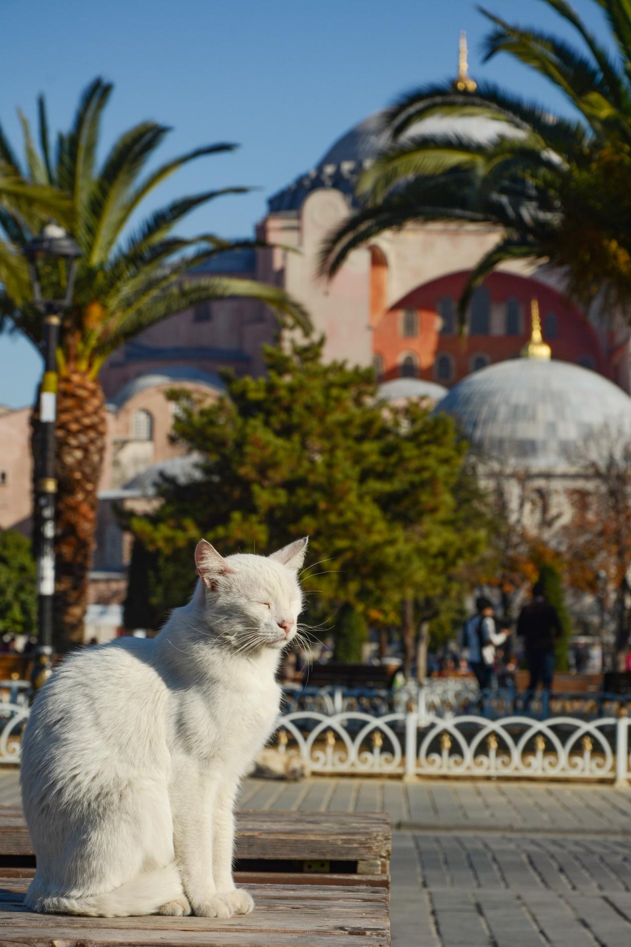 Cats of İstanbull-Hagia Sophia