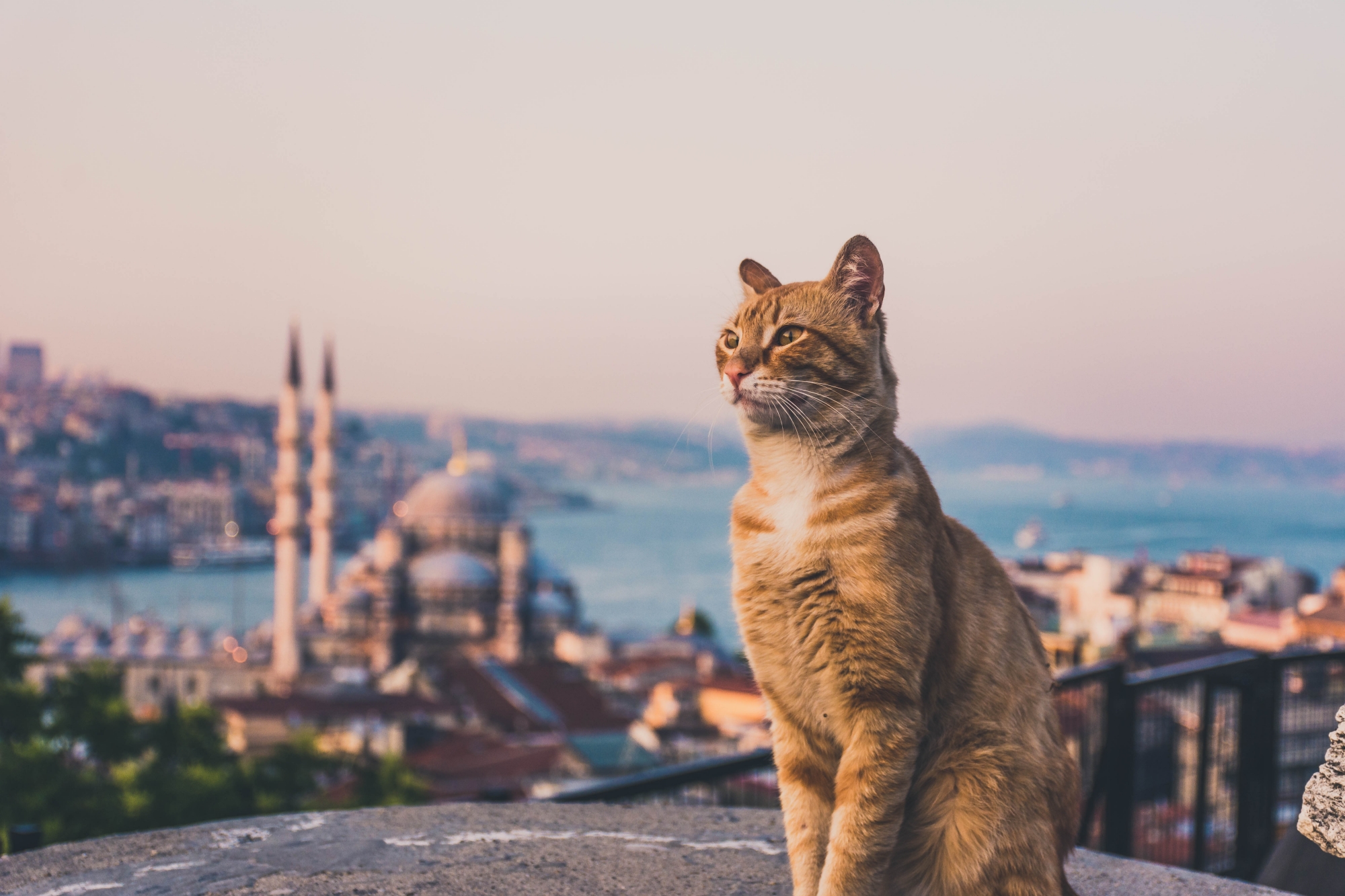 Cats of İstanbul 1