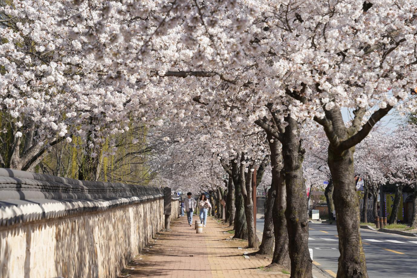 1-①大陵院石墙路-대릉원돌담길(2)-庆州市地方政府提供