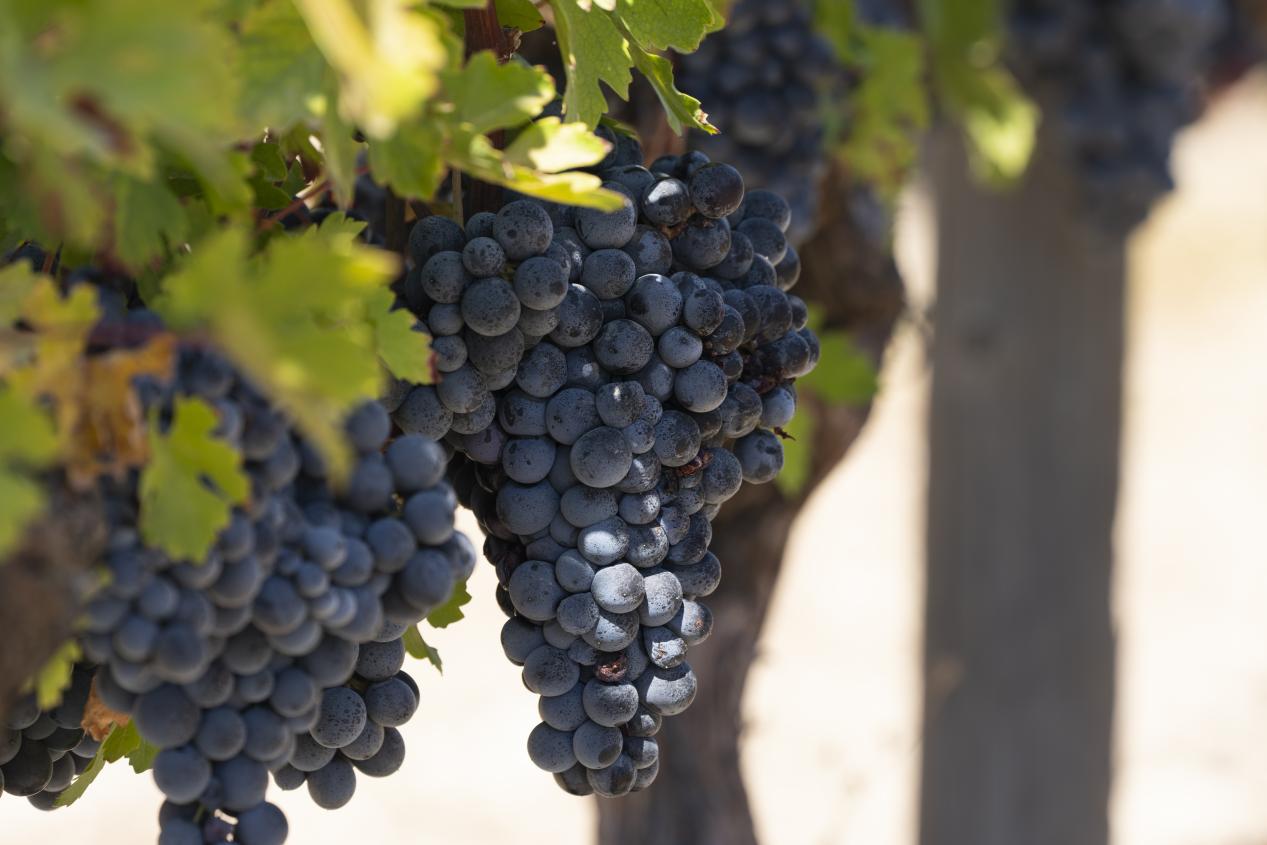İzmie Urla Vineyards 3