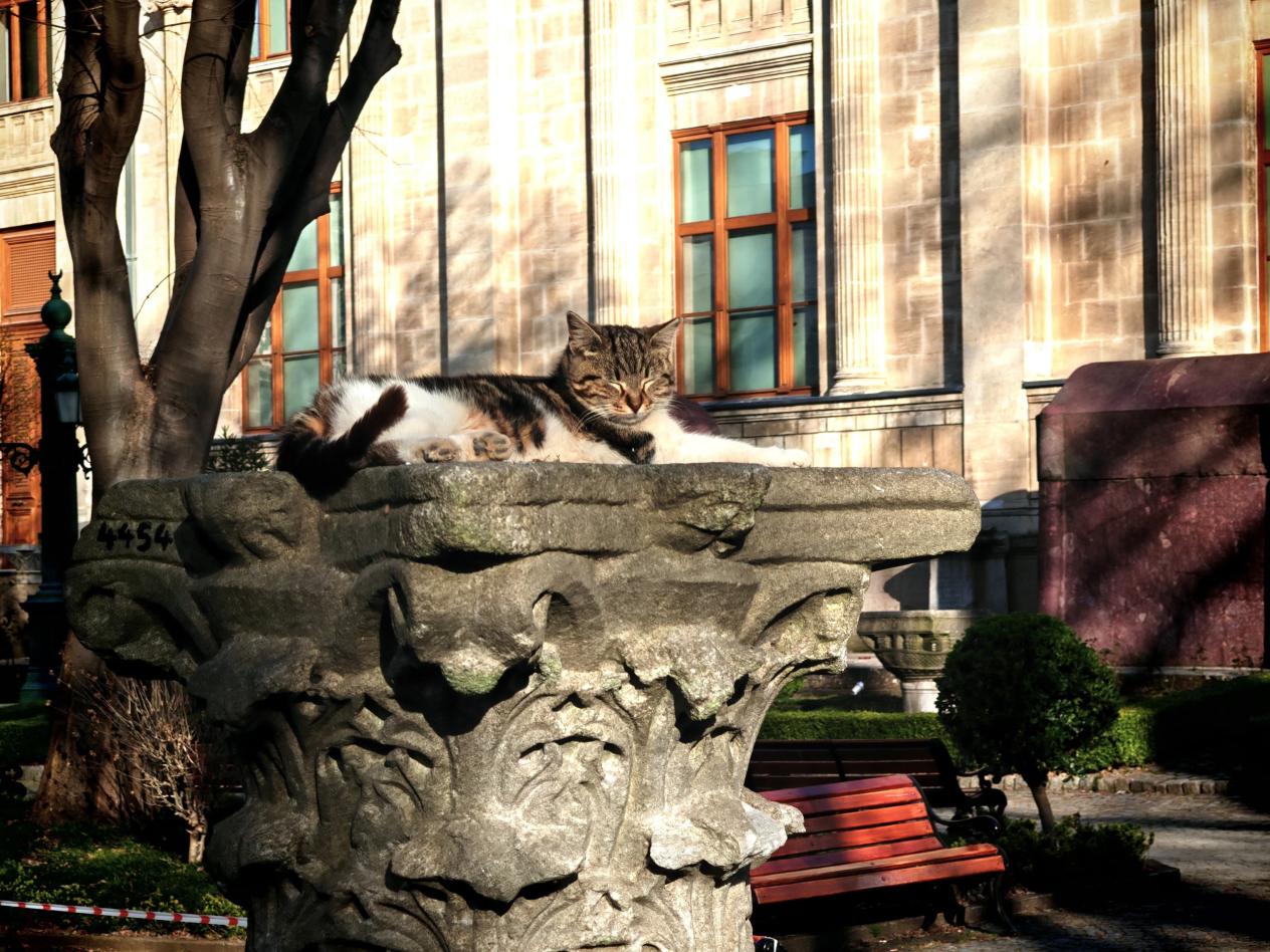 Cats of İstanbul- İstanbul Archaeological Museums 1