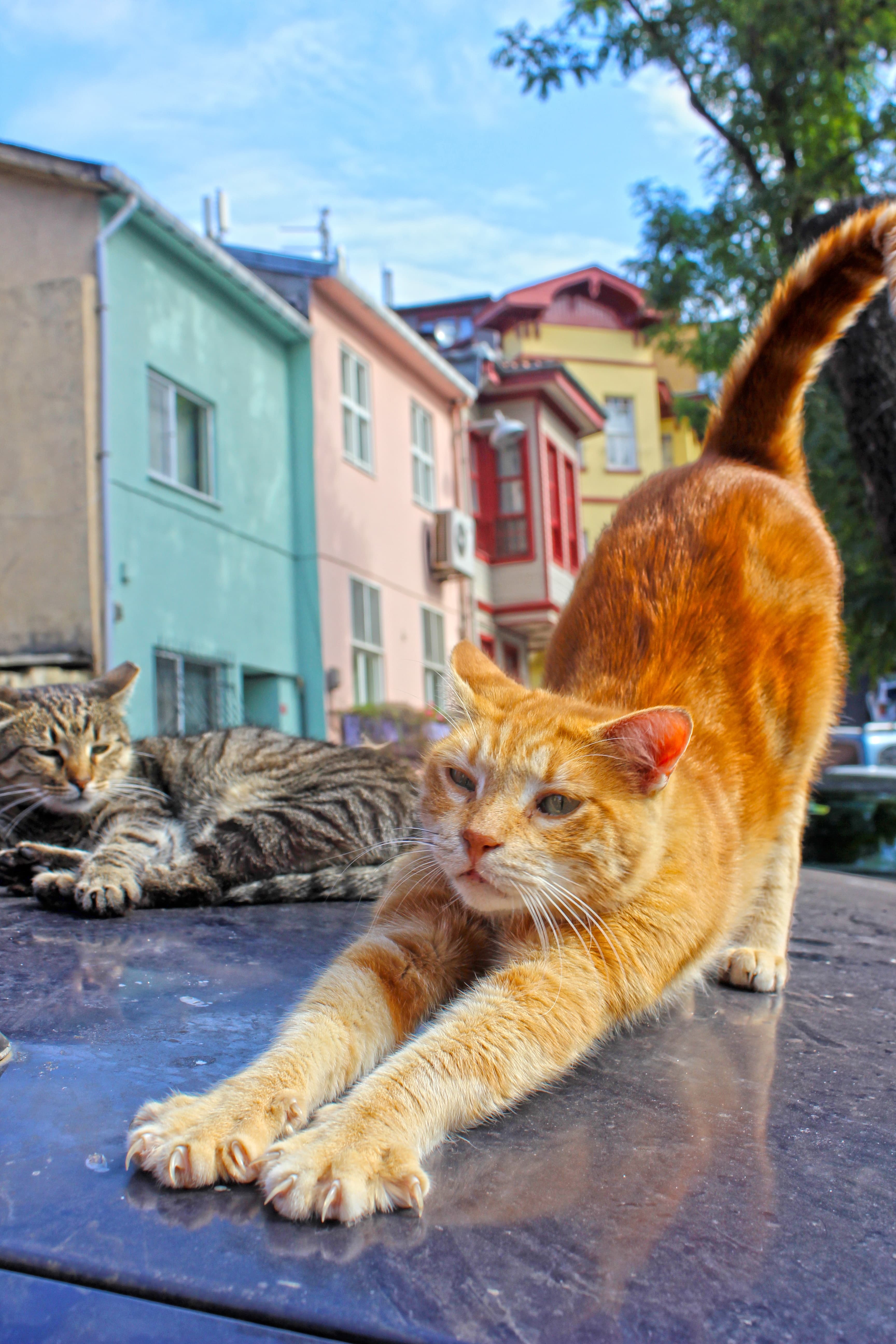 Cats of İstanbul-Fener Balat 4