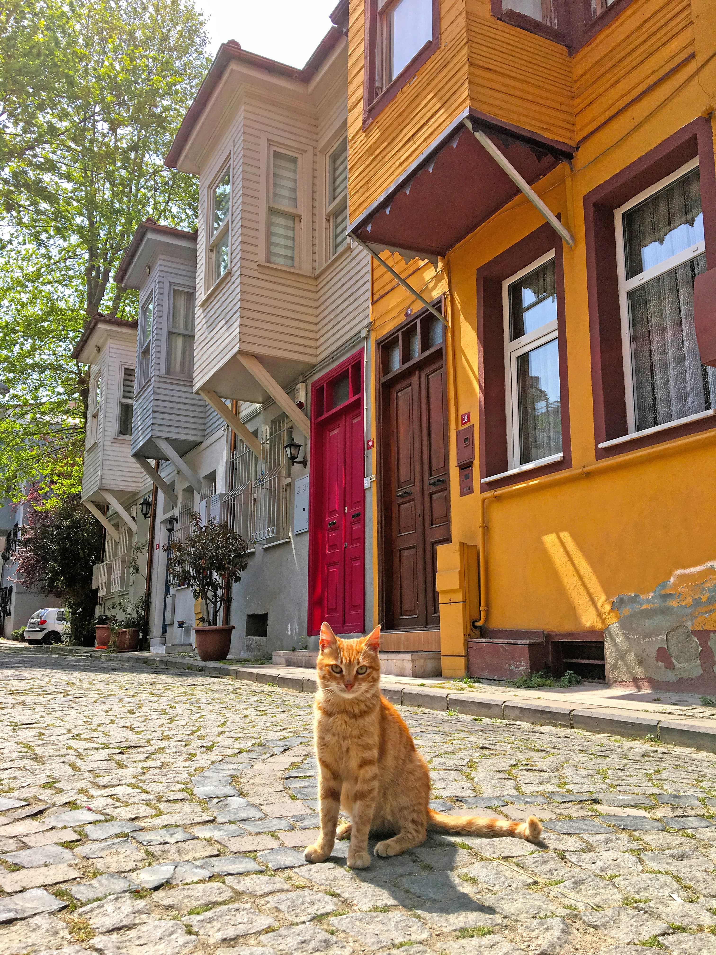 Cats of İstanbul-Fener Balat 1