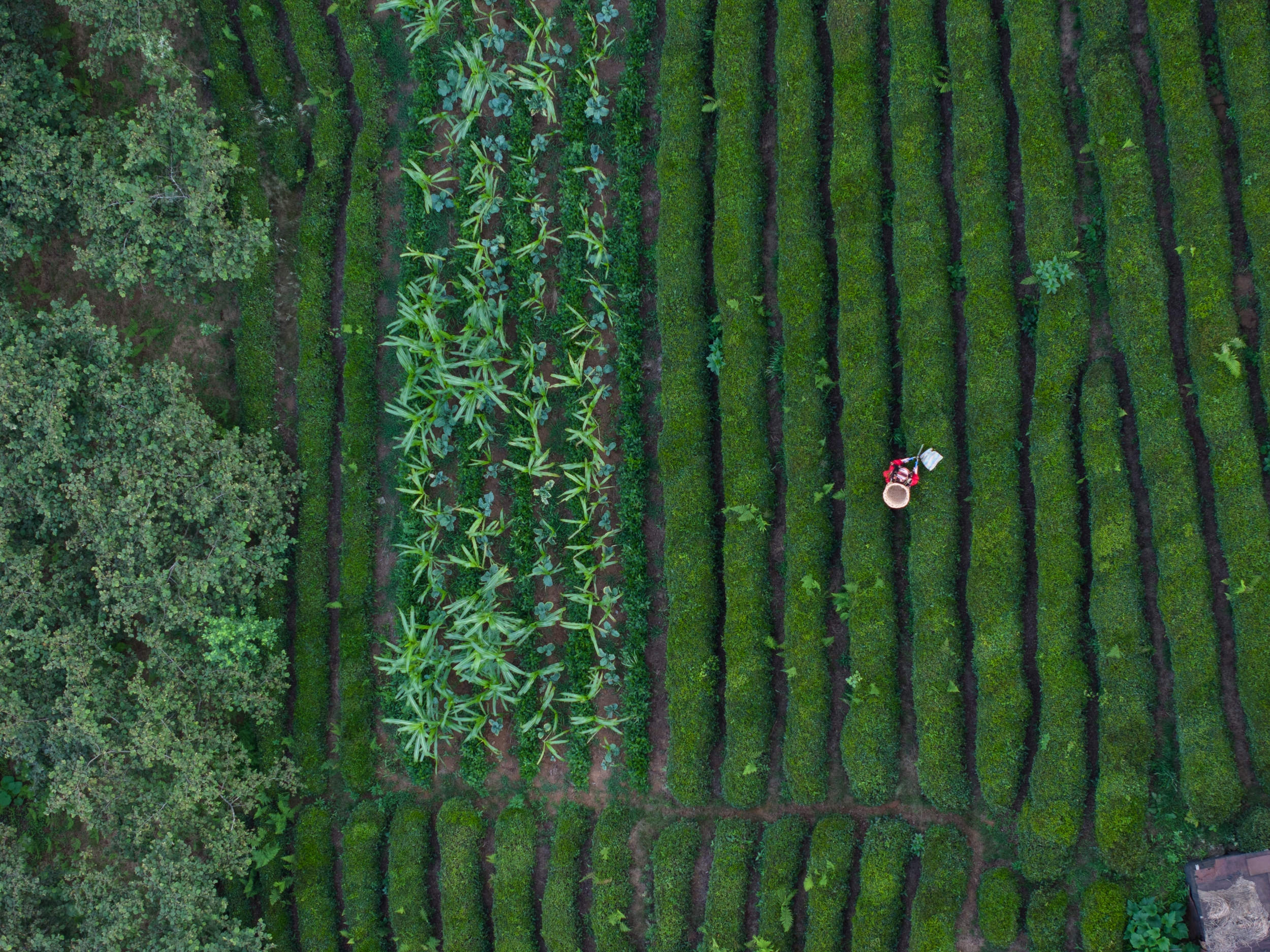Tea Harvest 2 (1) Tea Harvest 2 (1)