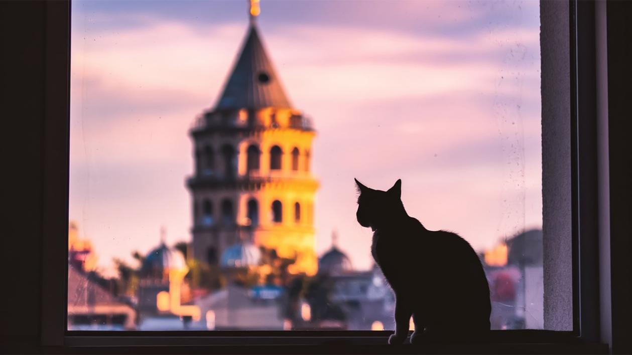 Cats of İstanbul- Galata Tower 1