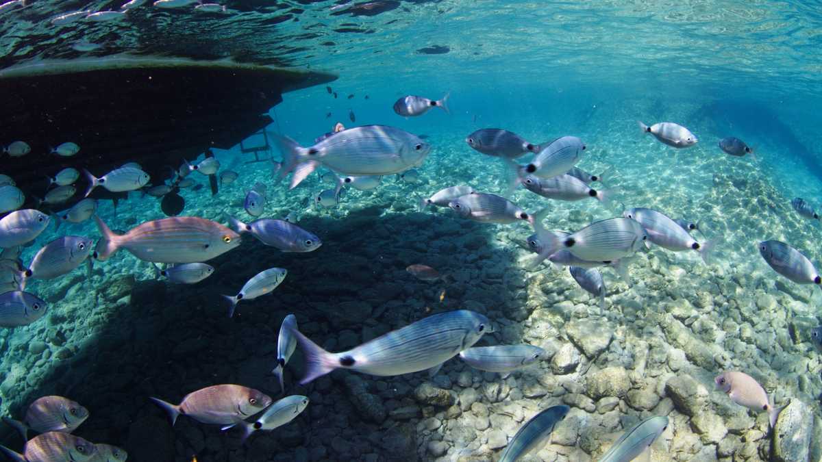Bodrum Diving 2
