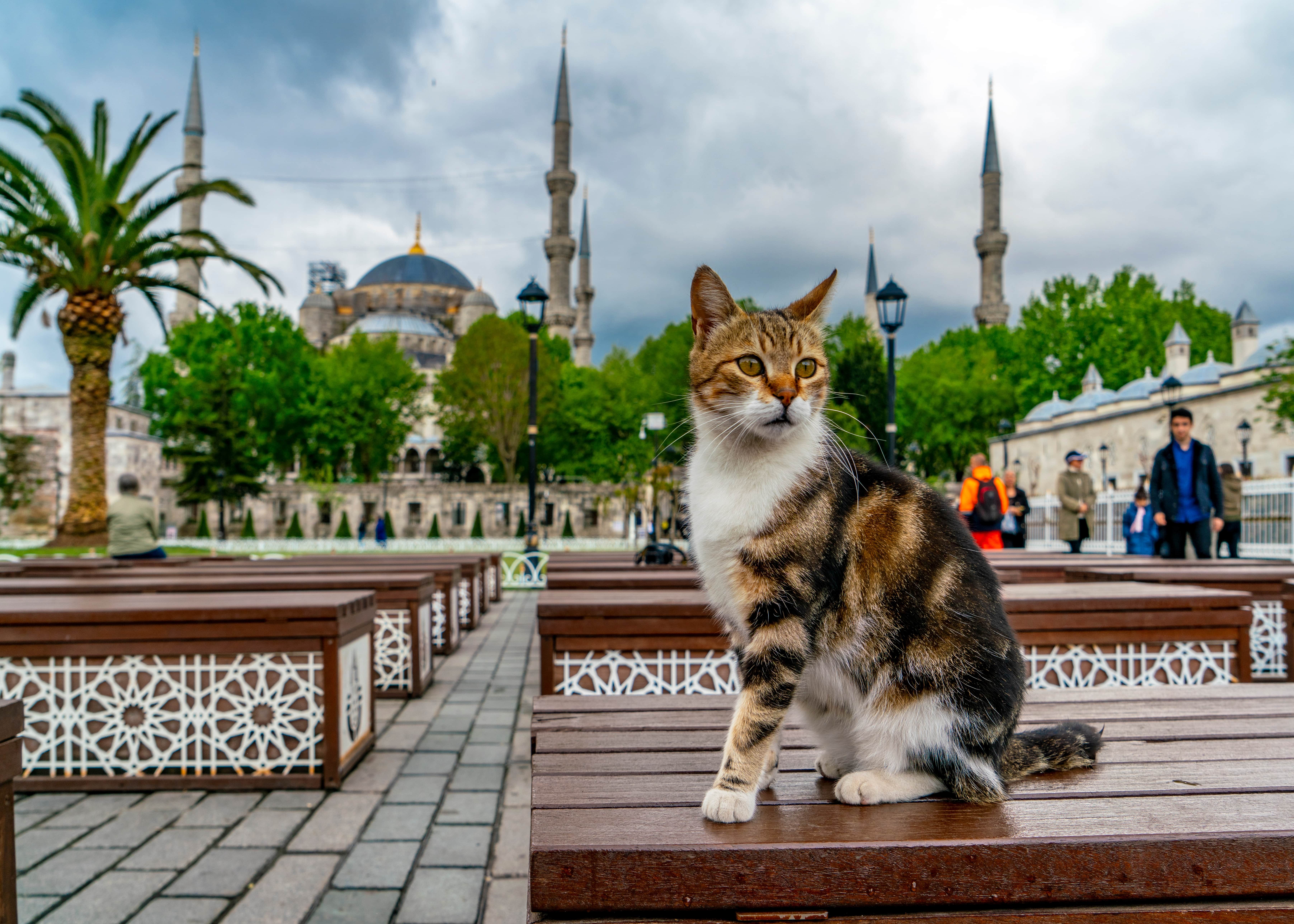 Cats of İstanbul-  Sultanahmet 2 (1)