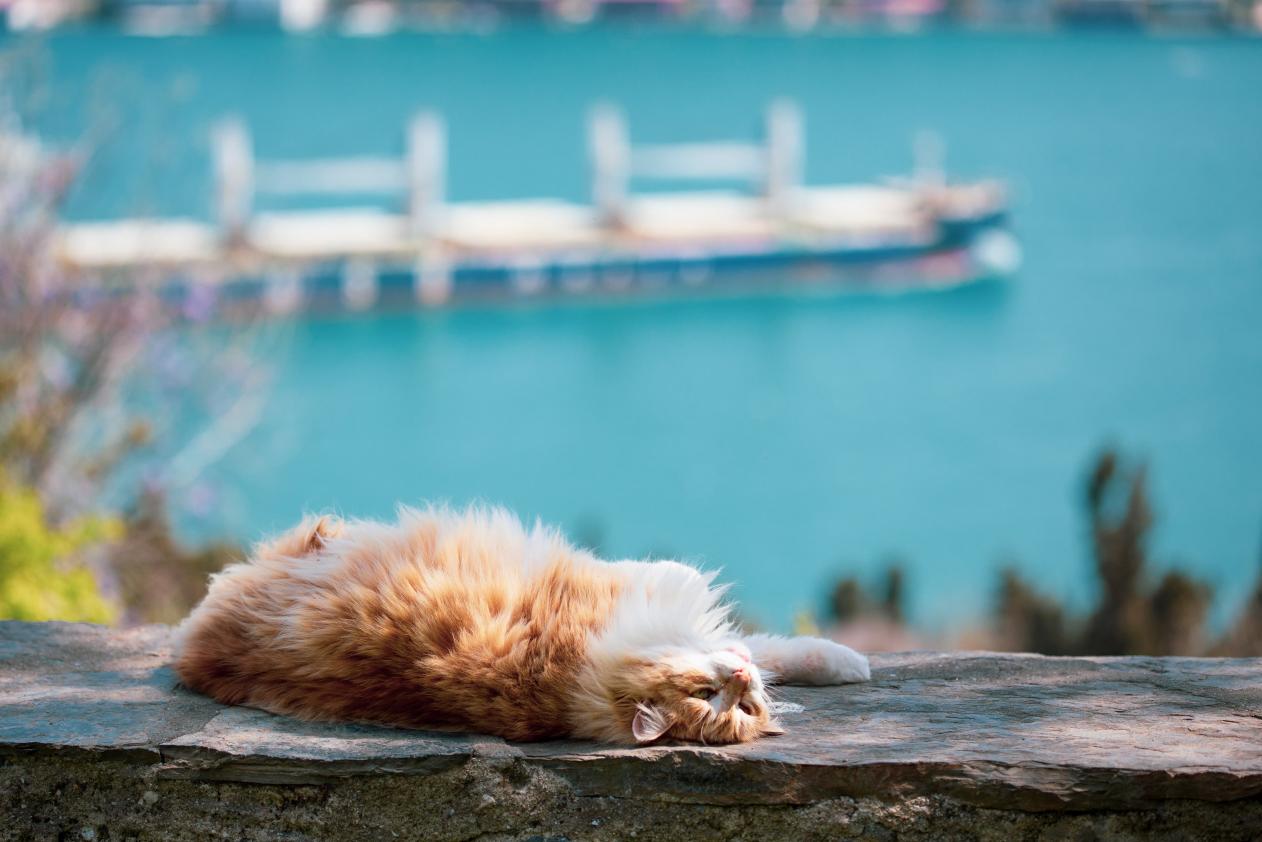 Cats of İstanbul 4