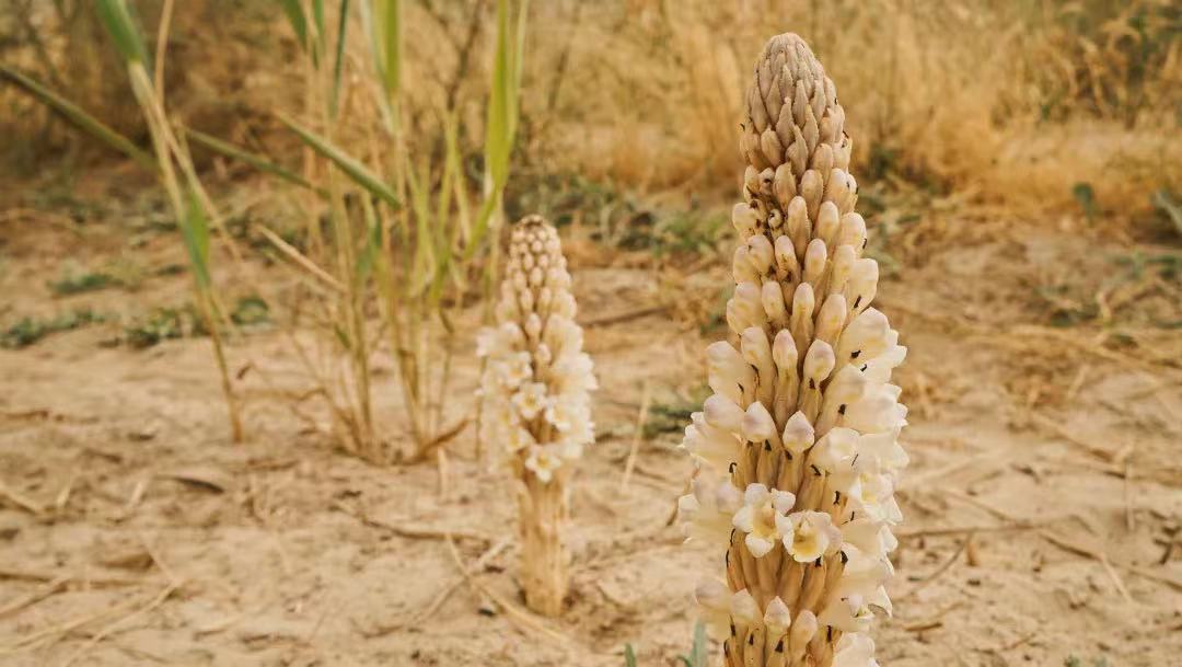 安利(中國)植物研發中心榮獲2025年度國家科技進步二等獎