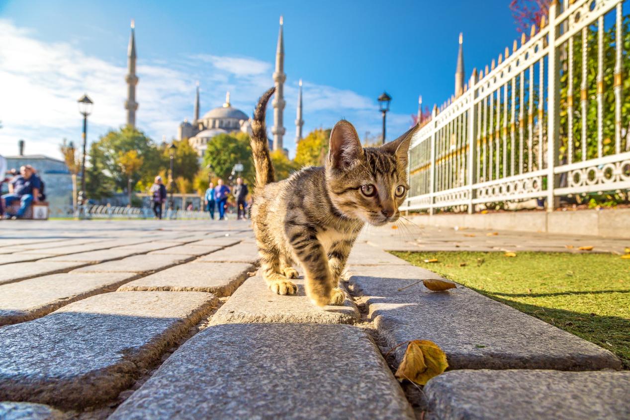 Cats of İstanbul-  Sultanahmet 3