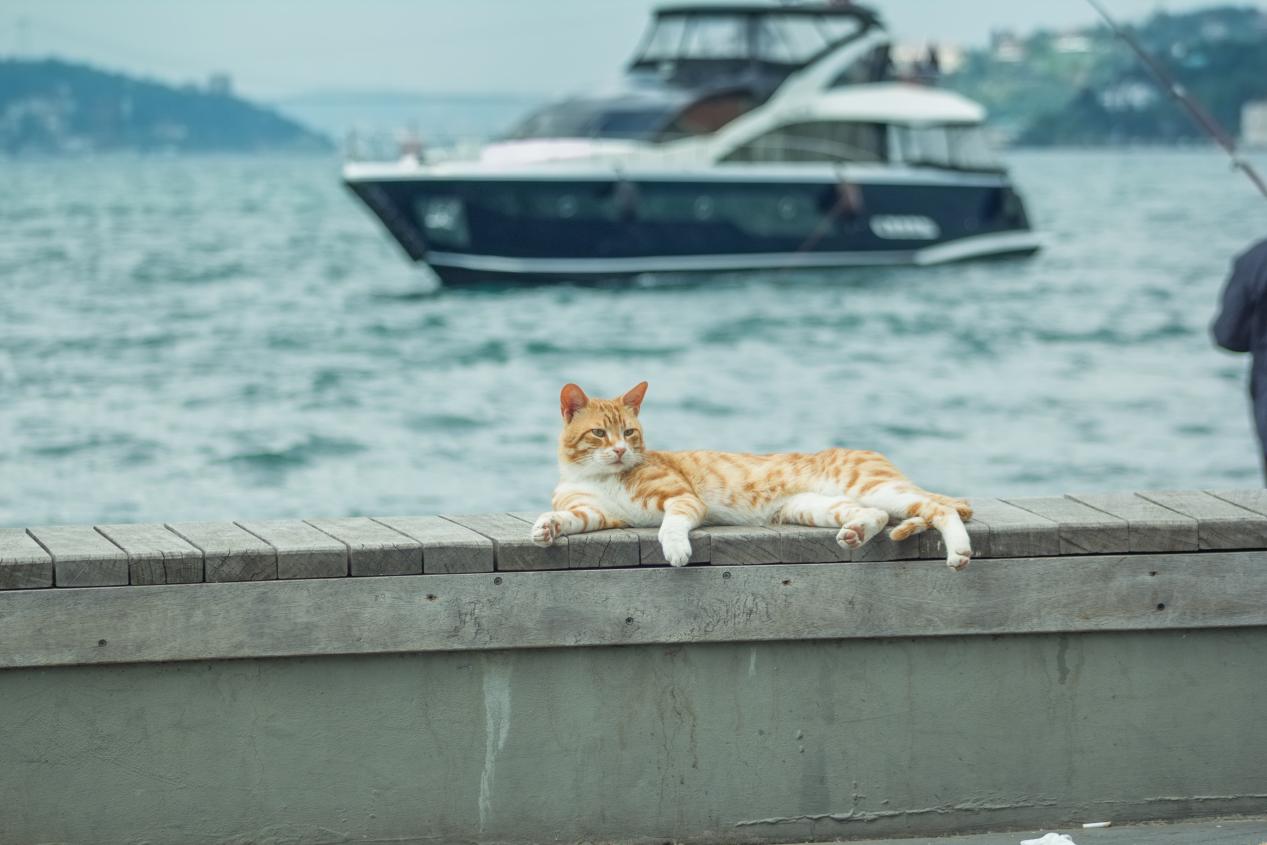 Cats of İstanbul 3