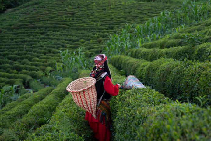 Tea Harvest 1