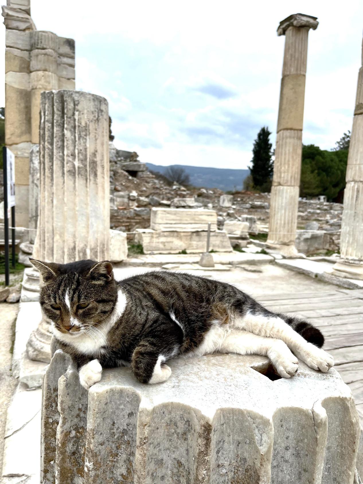 Cats of İzmir Ephesus Ancient City 1