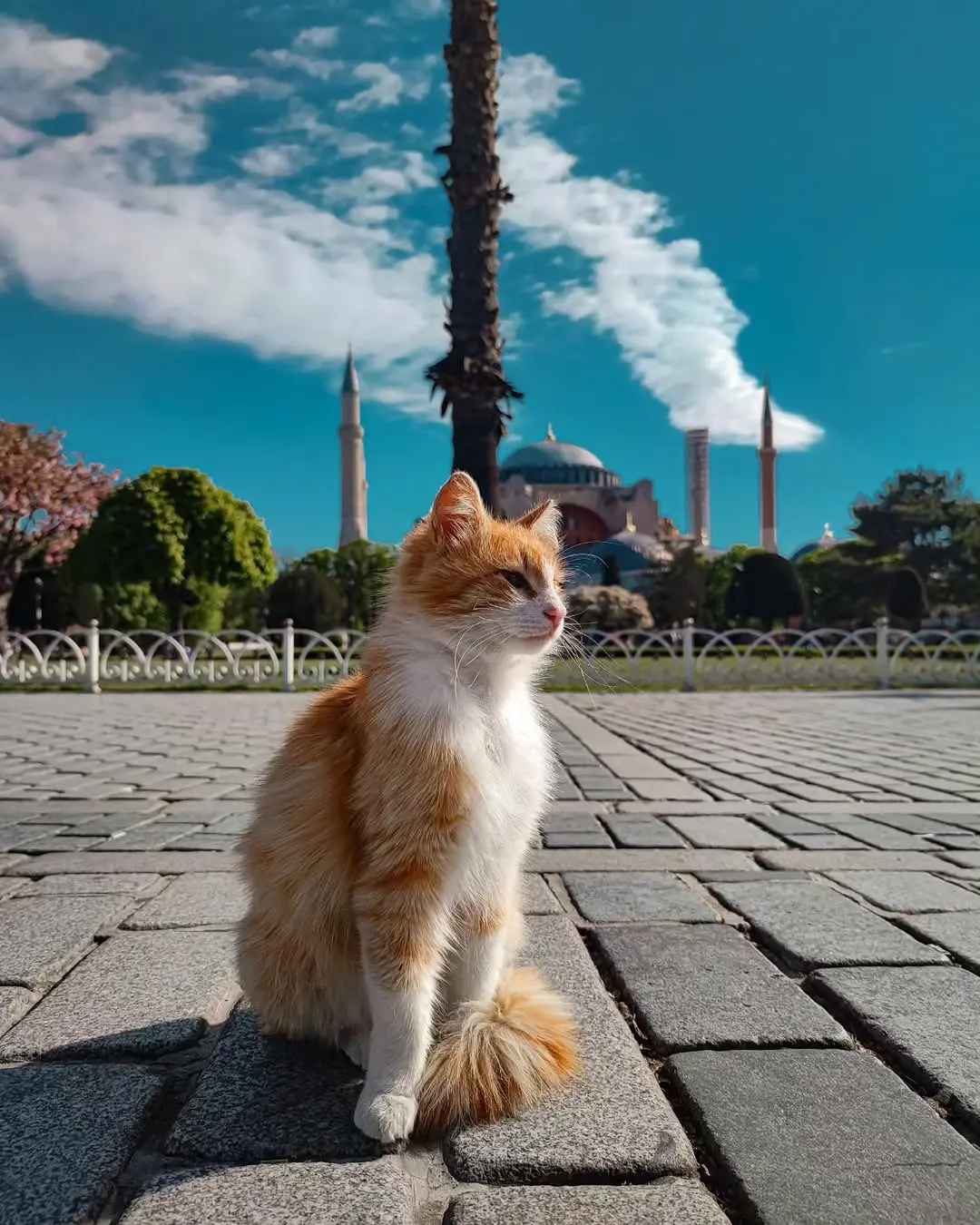 Cats of İstanbul-  Sultanahmet 1