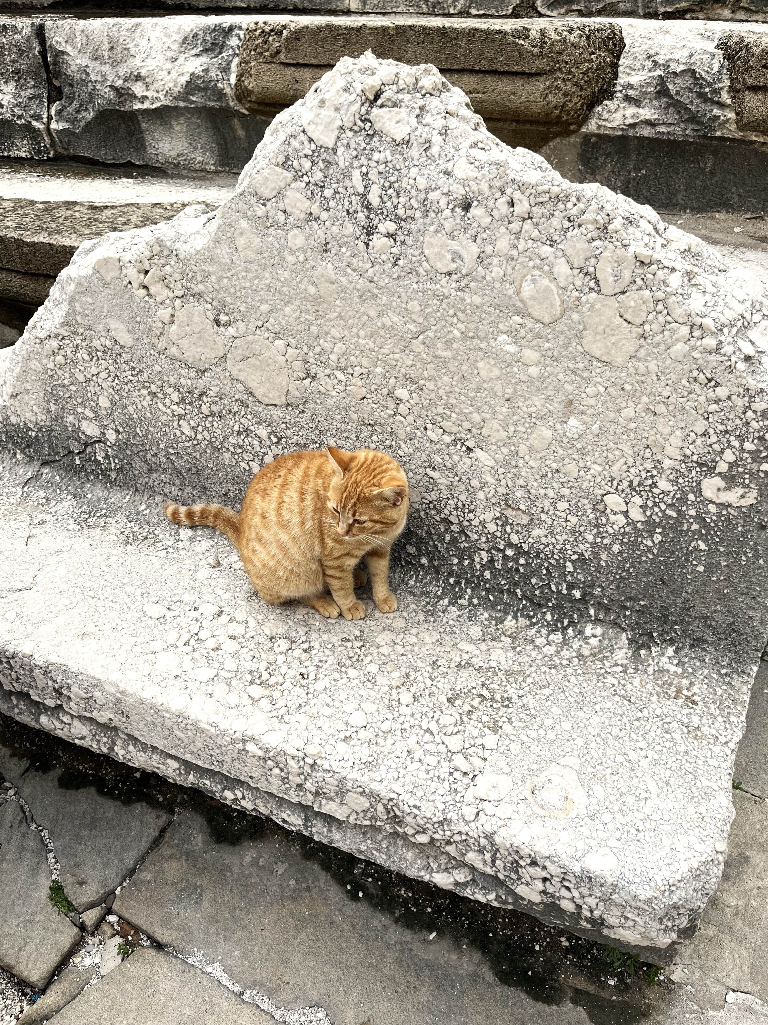 Cats of Antalya Aspendos Ancient City and Theatre 5