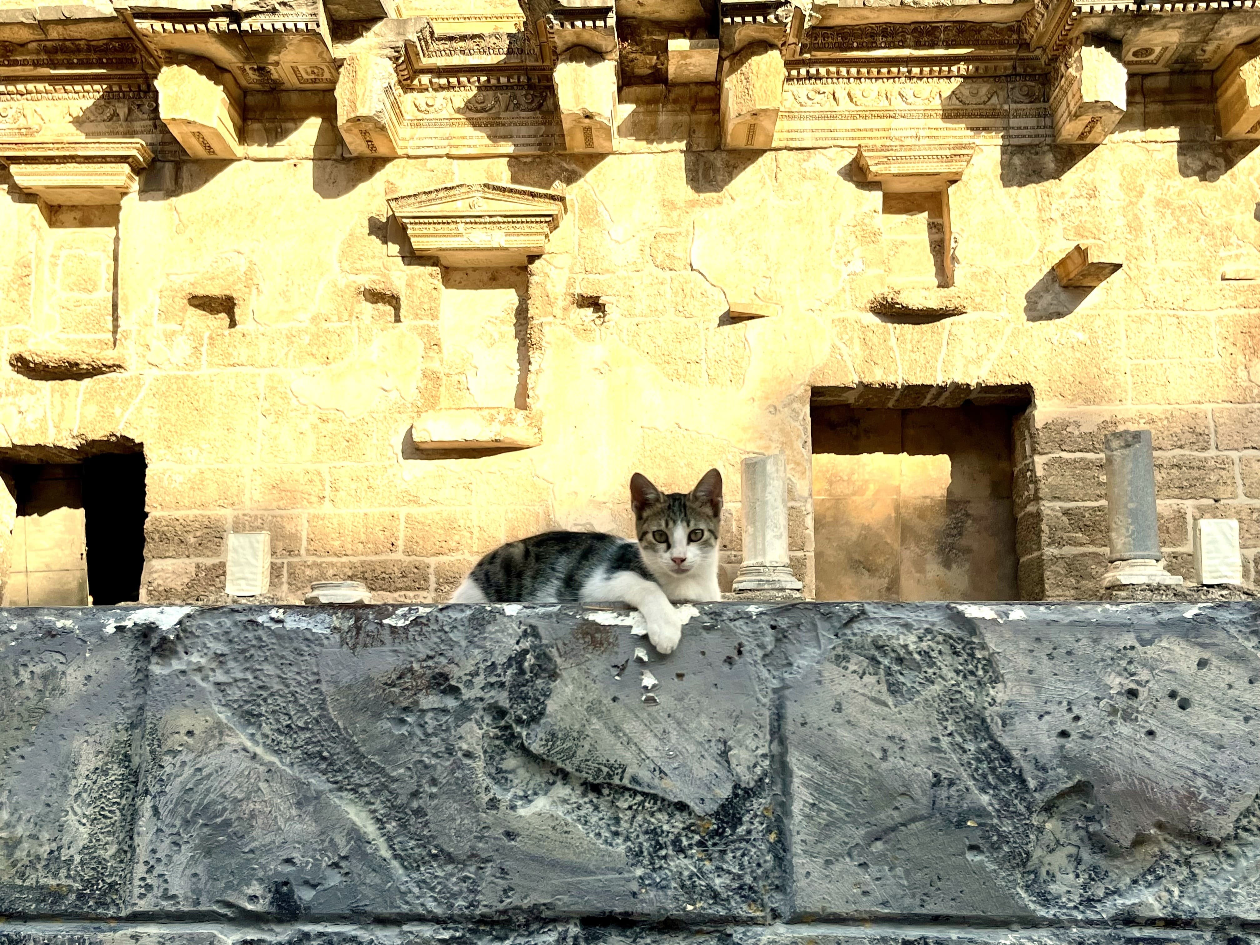 Cats of Antalya Aspendos Ancient City and Theatre 1